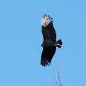 146_Black Vulture